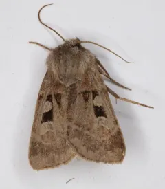 Feltia mollis thumbnail 2