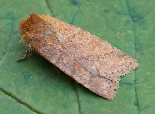 Anointed Sallow