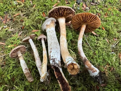 Cortinarius nigrocuspidatus