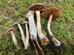 Cortinarius nigrocuspidatus thumbnail 1