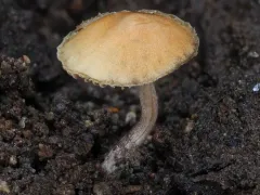 Psilocybe aztecorum thumbnail 2