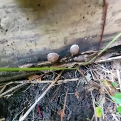 Reticularia splendens thumbnail 2