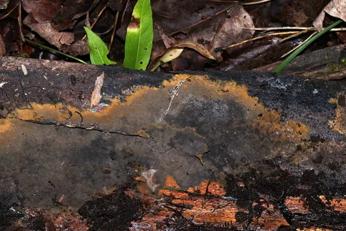 Thelephora botryoides