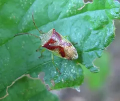 Hercules club stink bug thumbnail 4