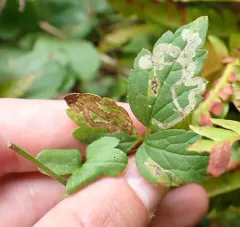 Phytomyza loewii thumbnail 1