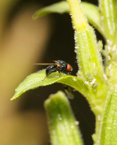 Silba fumosa