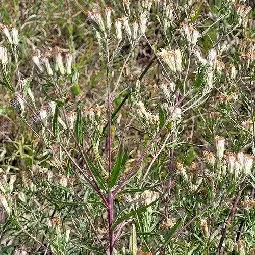 False Boneset