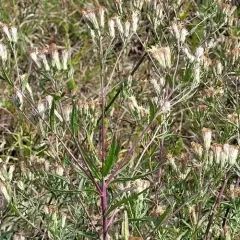 False Boneset thumbnail 1