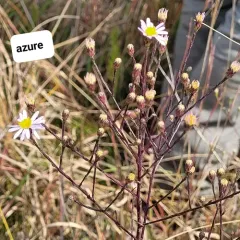 sky blue aster thumbnail 2