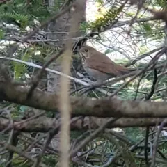 Bicknell's Thrush thumbnail 4