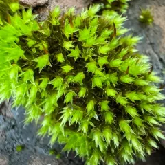 Tufted Thread-moss thumbnail 2