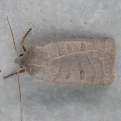 Waxed Sallow thumbnail 2
