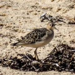 Buff-breasted Sandpiper thumbnail 4
