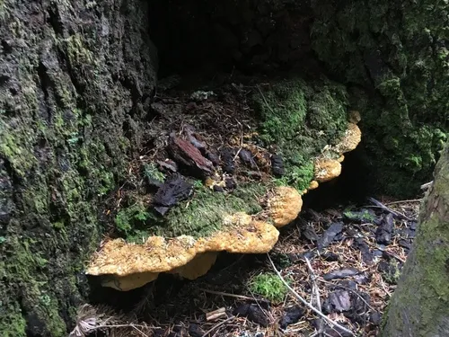 Noble Polypore
