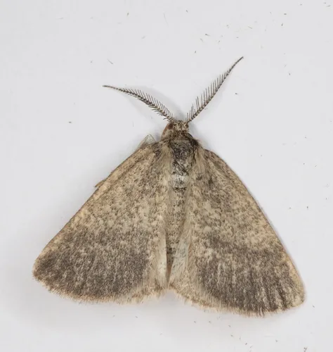 Boreal Cream Moth