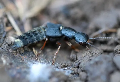 Dinothenarus nigrellus