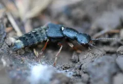 Dinothenarus nigrellus thumbnail 1