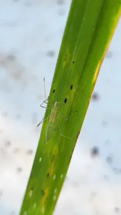 Green Stilt Bug thumbnail 2