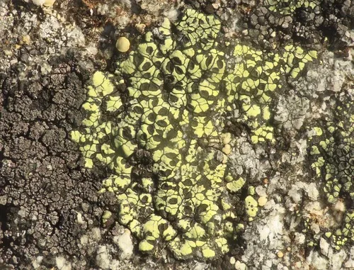 Crescent Map Lichen