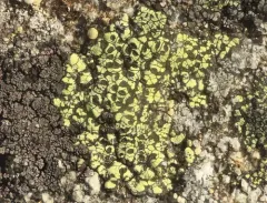 Crescent Map Lichen thumbnail 1