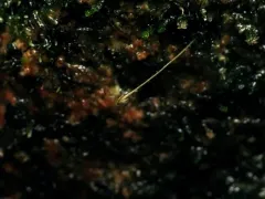 Brown's Four-toothed Moss thumbnail 1