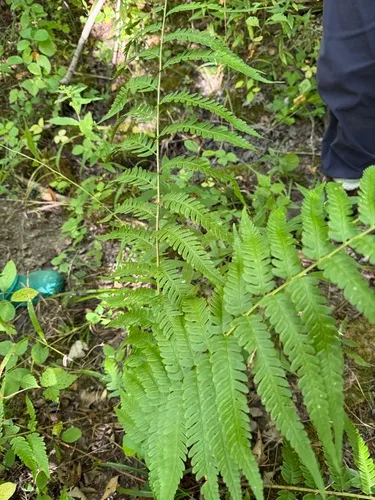 log fern