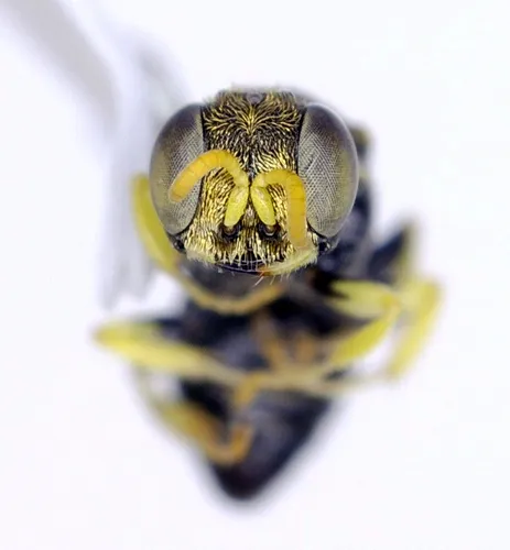 Oxybelus cressonii