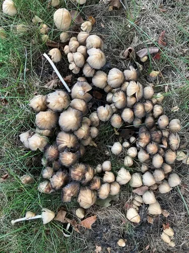 Coprinopsis insignis