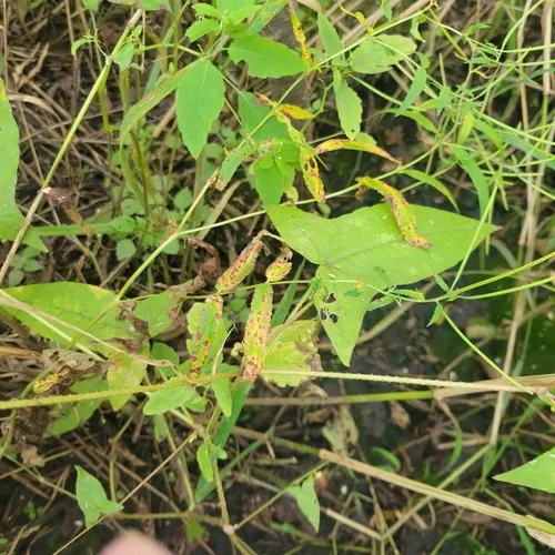 halberd-leaved tearthumb
