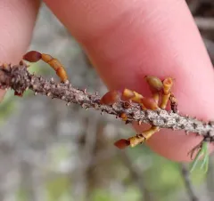 Eastern Dwarf-mistletoe thumbnail 2