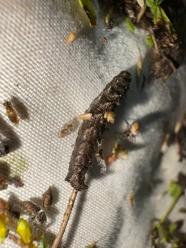 Toothed Phigalia Moth