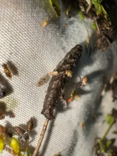 Toothed Phigalia Moth thumbnail 1