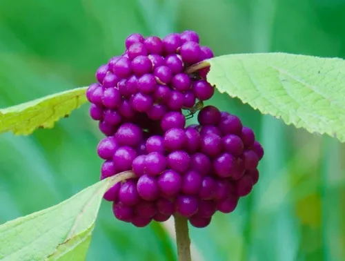 American beautyberry