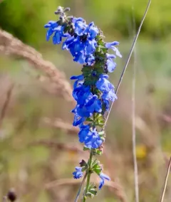 giant blue sage thumbnail 3