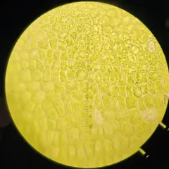 Crispate Smoothcap thumbnail 4