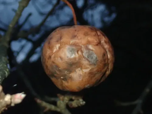 Sooty Blotch