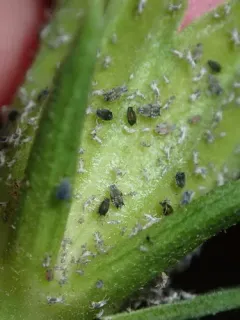 Melon Aphid thumbnail 4