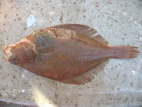American Plaice