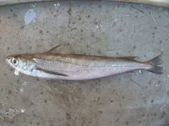 Silver Hake thumbnail 2