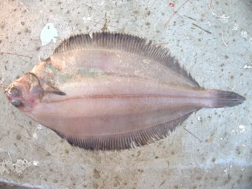 Witch Flounder
