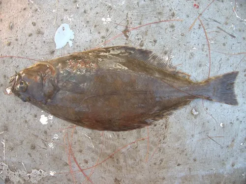 Atlantic Halibut