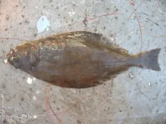 Atlantic Halibut thumbnail 1