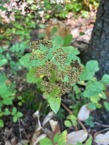 Birch-leaved Spirea