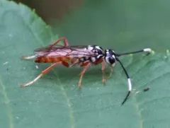 Orthogonalys pulchella thumbnail 2