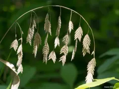 river oats thumbnail 5