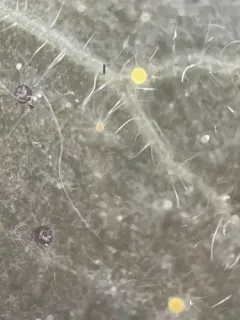 Phyllactinia guttata thumbnail 1