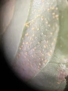 Pucciniastrum circaeae thumbnail 3