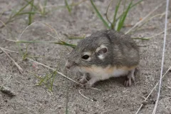Olive-backed Pocket Mouse thumbnail 3