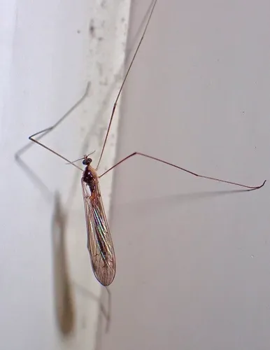 Pilaria tenuipes