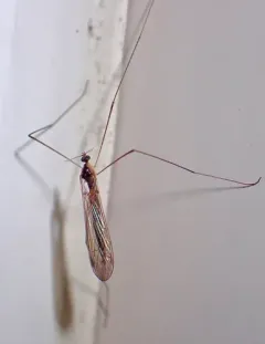 Pilaria tenuipes thumbnail 1